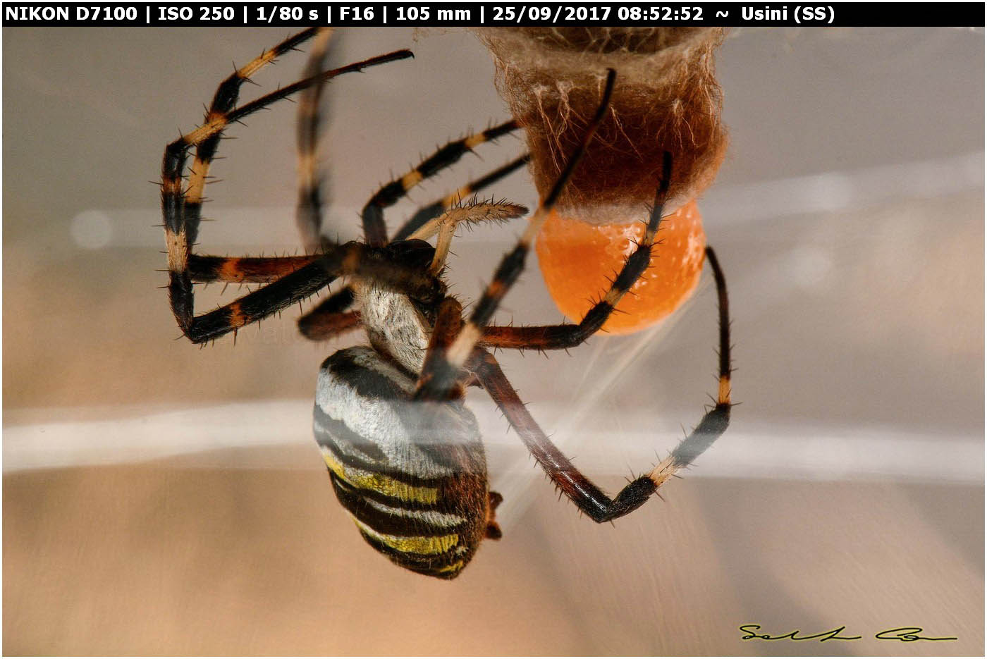 Argiope bruennichi deposizione e costruzione ovisacco